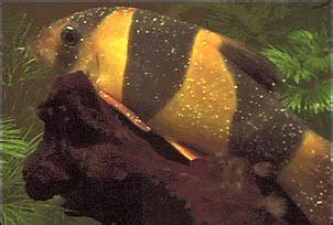 puff fall loach ick can winks|Causes, Symptoms & Treatment Of Ich On Fish.